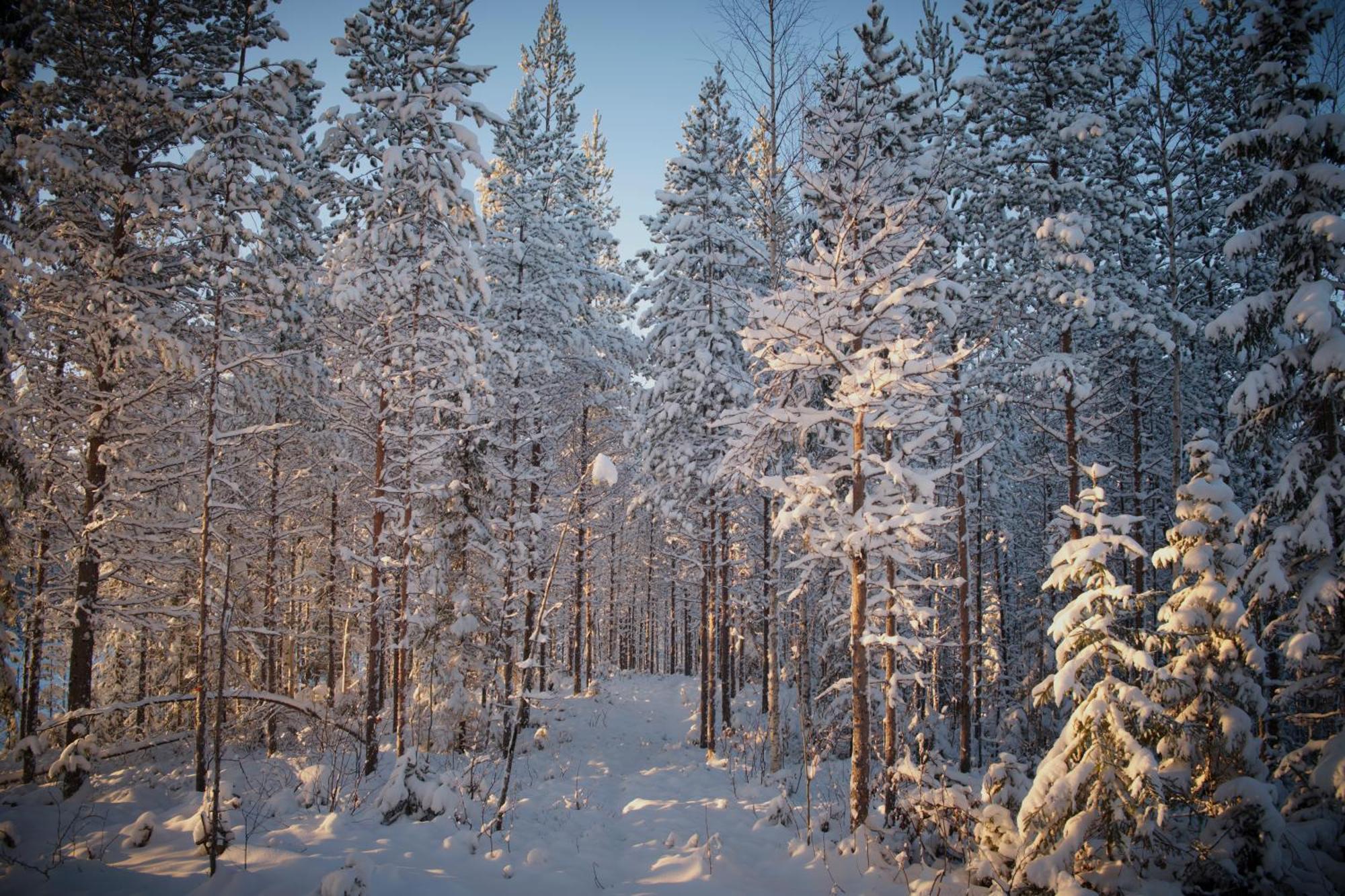 Langforsen Glamping & Lapland Experience Hotel Lapptrask Bagian luar foto